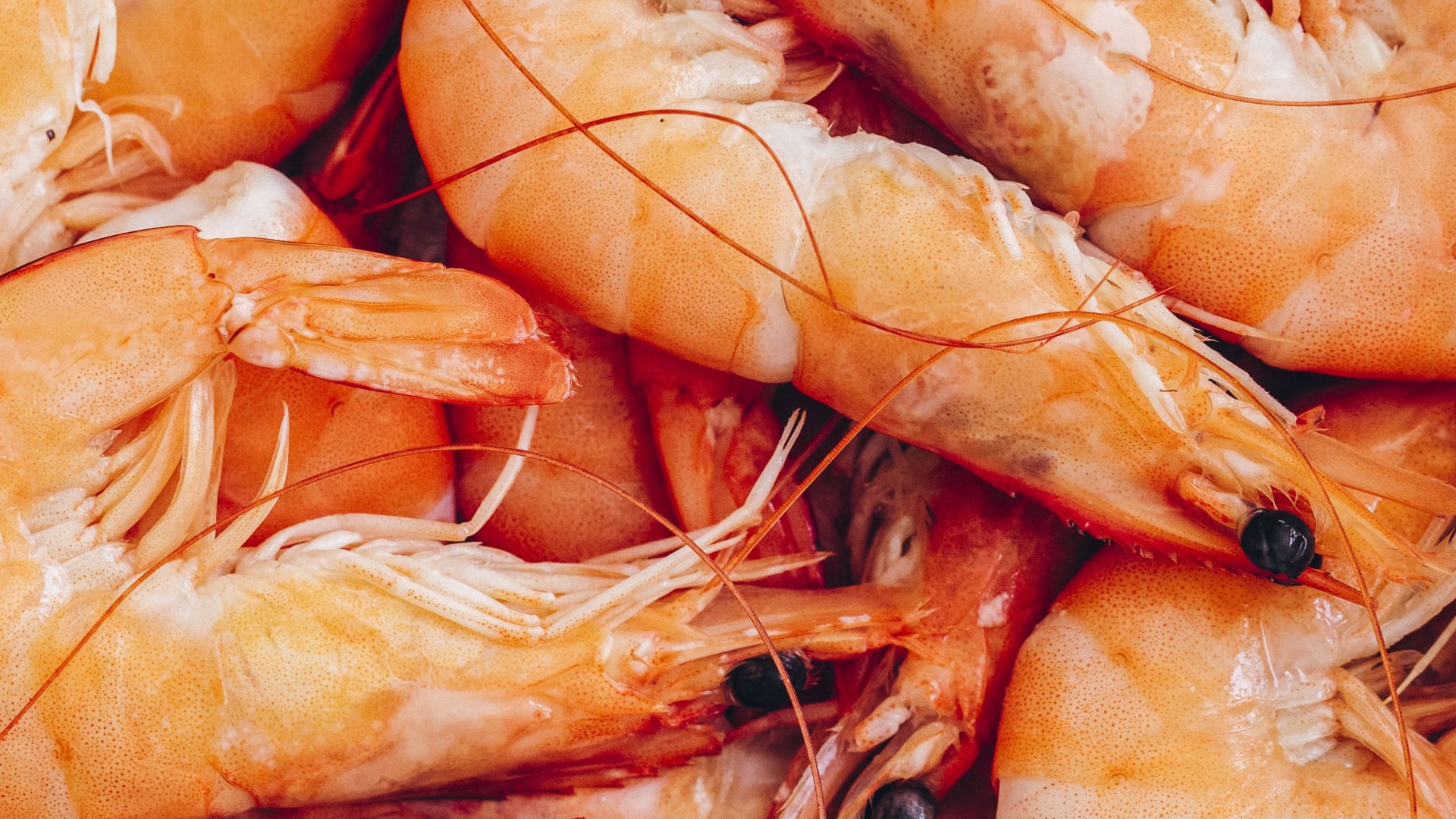 crevettes entières cuite réfrigérées fresh.