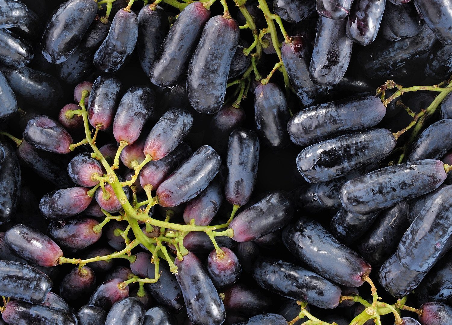 raisin sans pépins fresh.