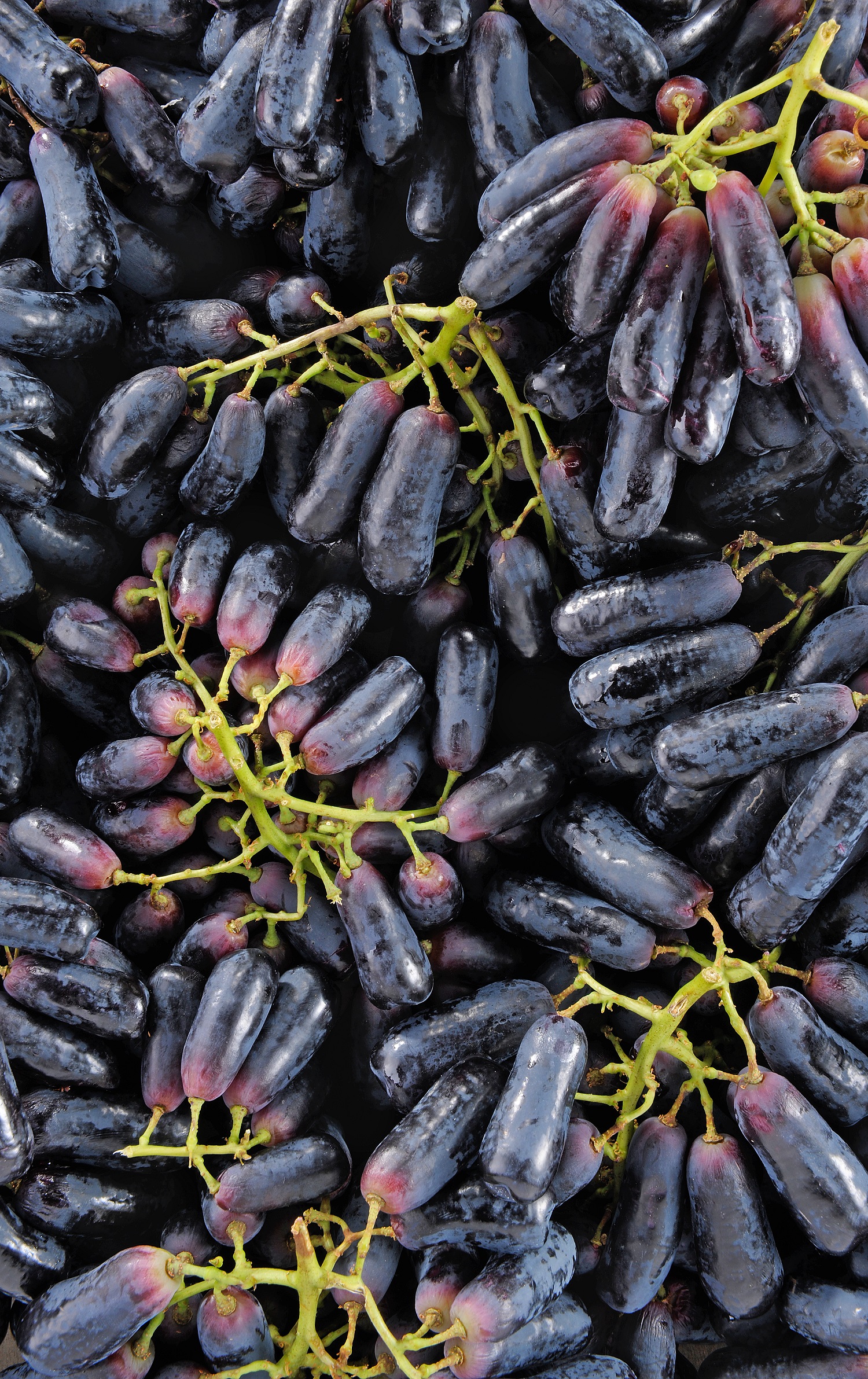 raisin sans pépins fresh.