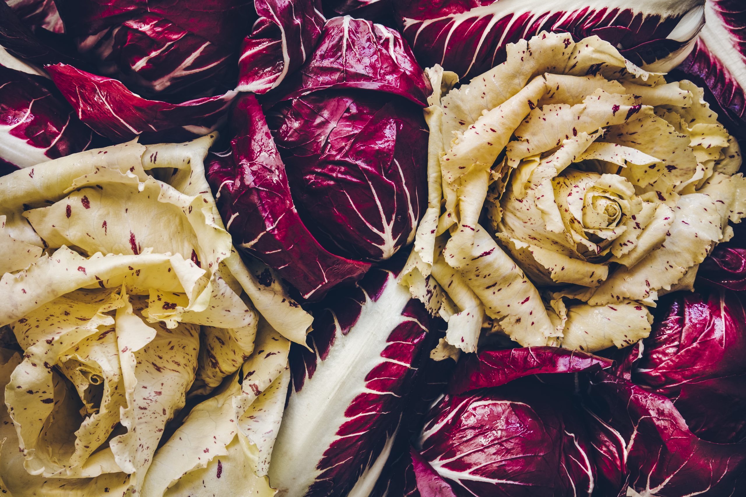 Découvrez les salades italiennes — free download