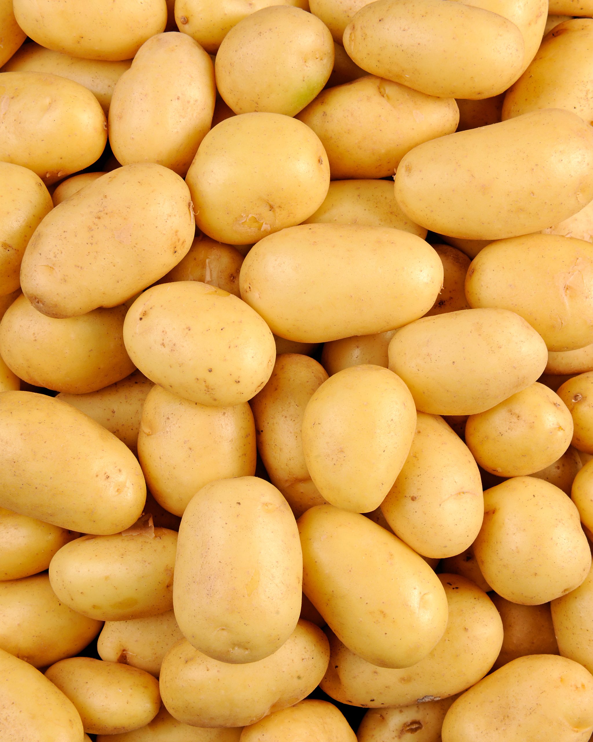 pomme de terre primeur de Noirmoutier - fresh.