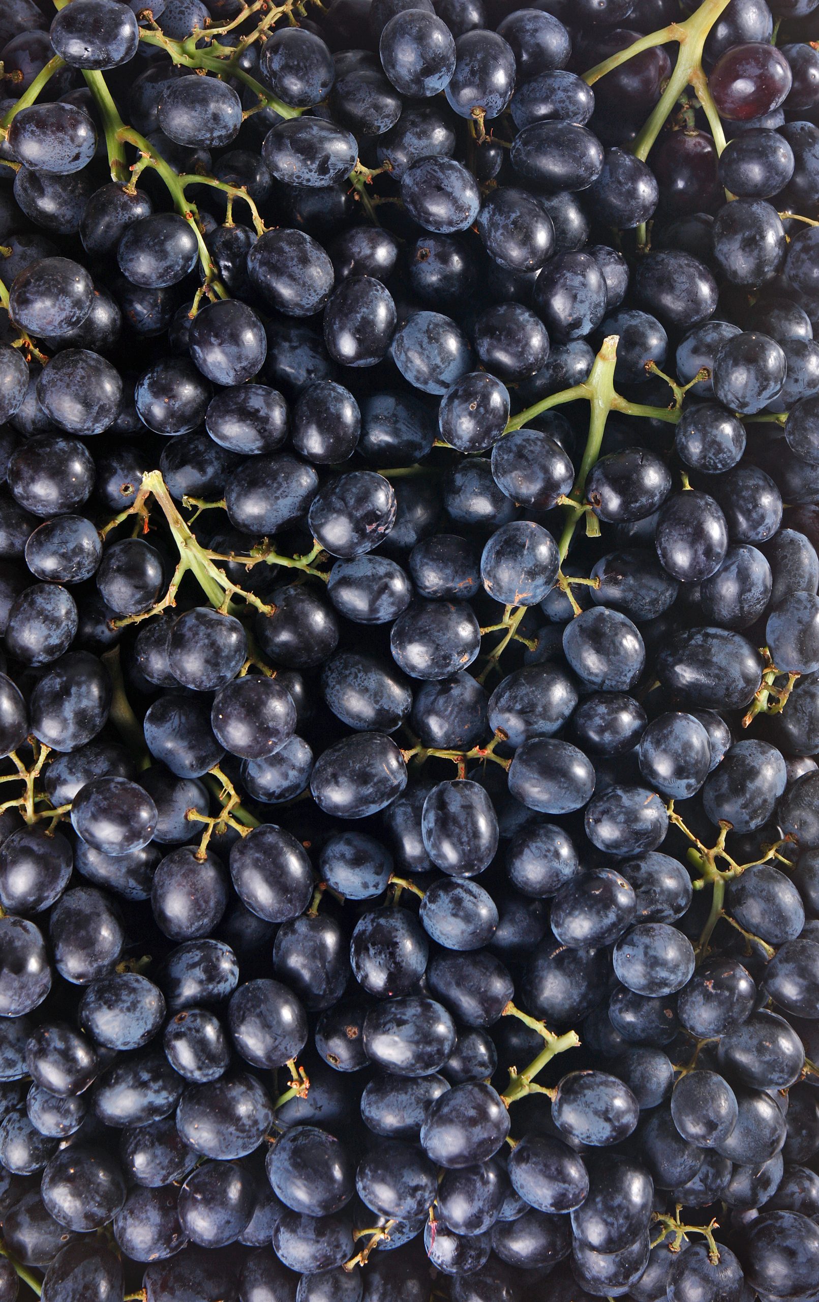 raisin noir sans pépins fresh.