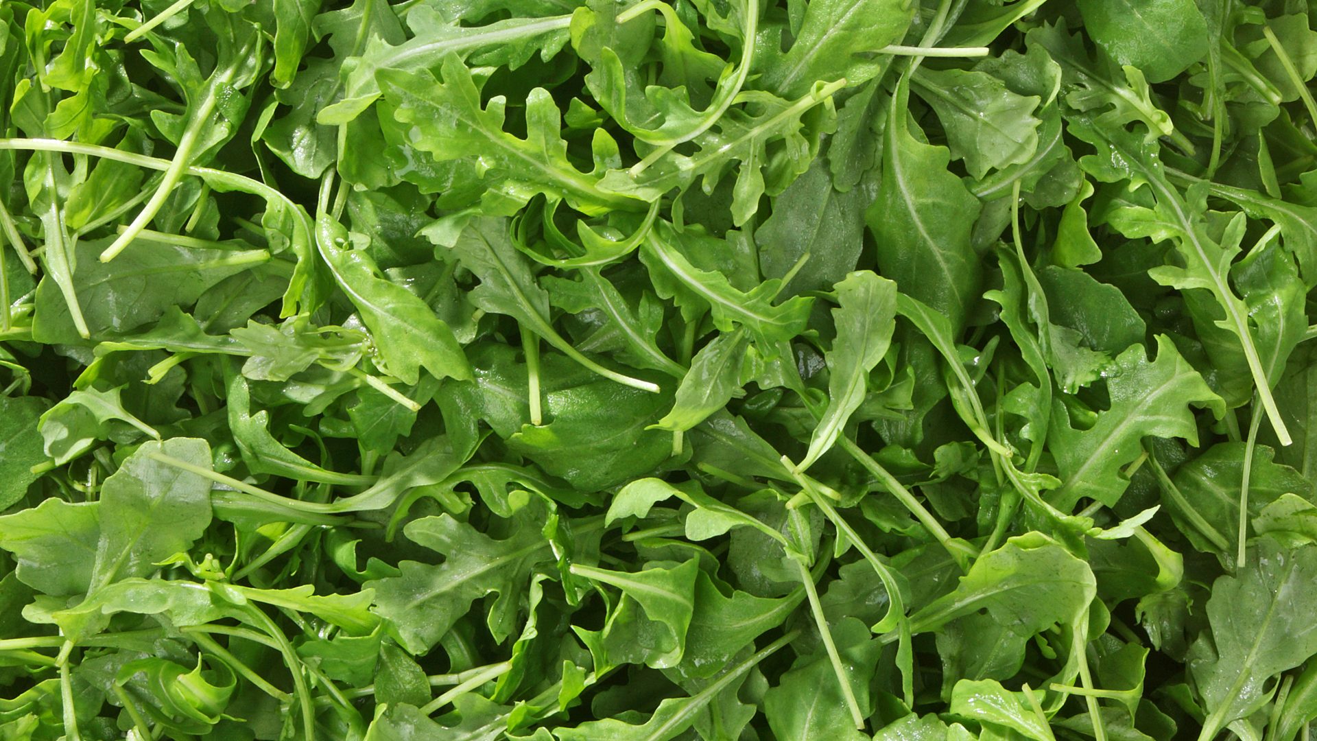 roquette. fresh.