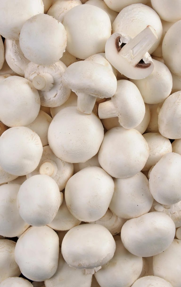 Champignon blanc pied coupé