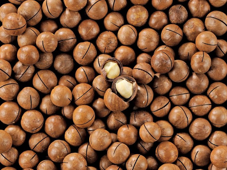 Noix de macadamia