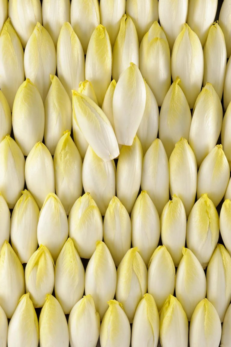 Jeunes pousses d'endives