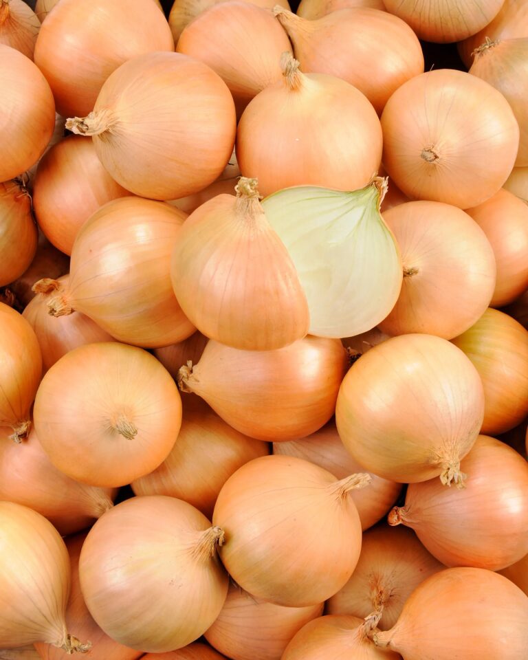 Oignon
