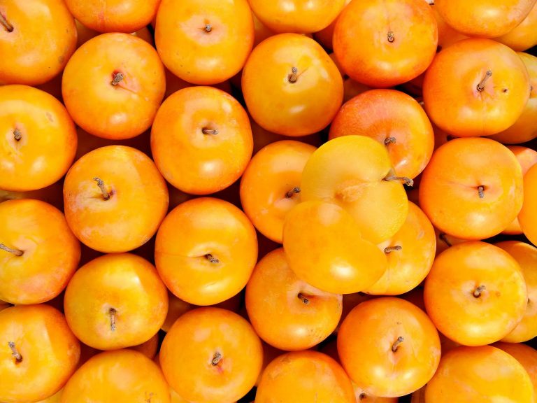 Prune TC Sun