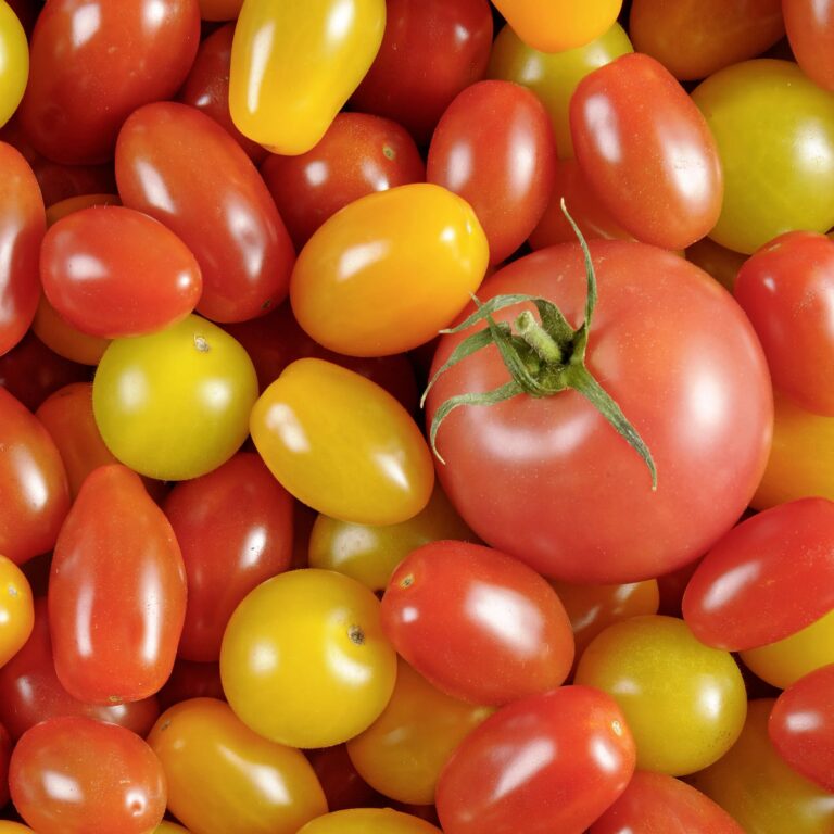Panaché de tomates cerises