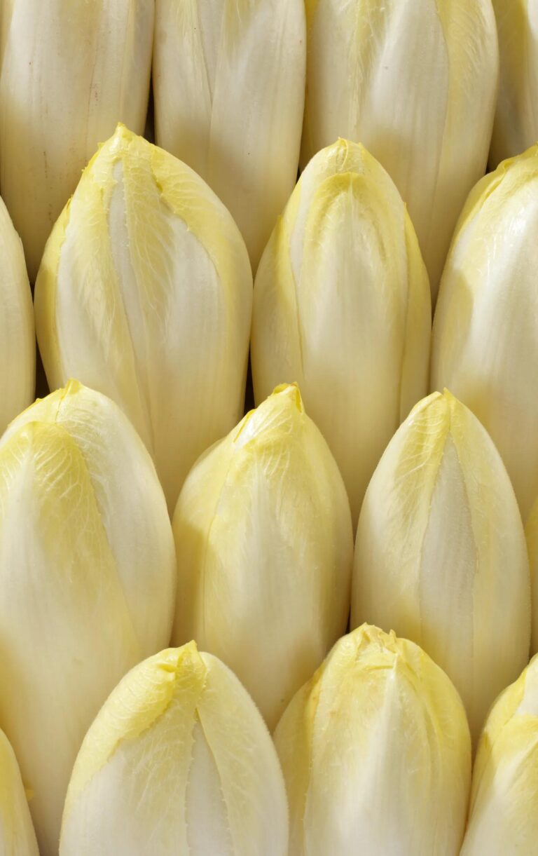 Endive
