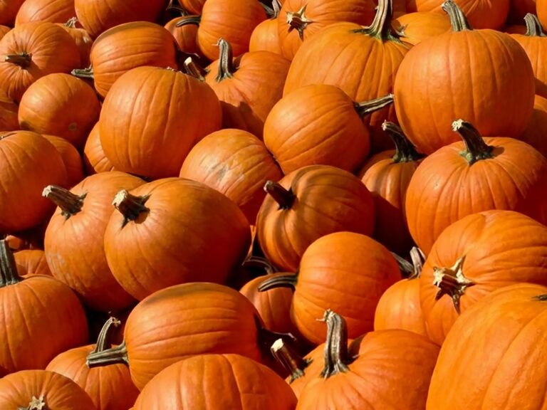 Courge